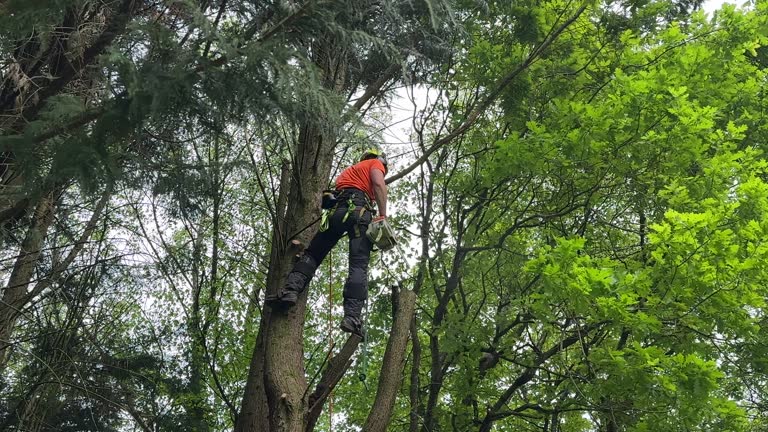 Tree and Shrub Care in Rouses Point, NY